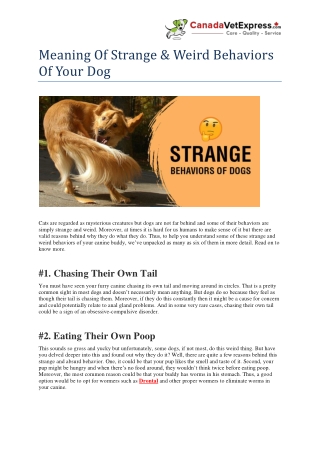 Meaning Of Strange & Weird Behaviors Of Your Dog - CanadaVetExpress