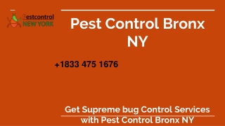 Pest Control Bronx NY