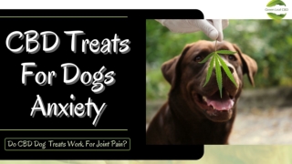 Best CBD Treats For Dogs | CBD Pet Tincture