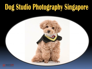 Dog Studio Photography Singapore