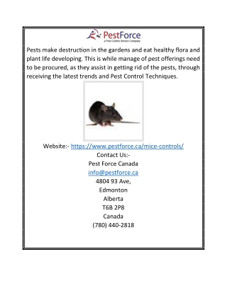 Mice Control Edmonton | Pestforce.ca