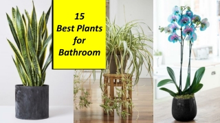 Best Plants for Bathroom that will Thrive in Your Space