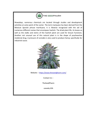 Buy Marijuana Seeds | Theseedpharm.com