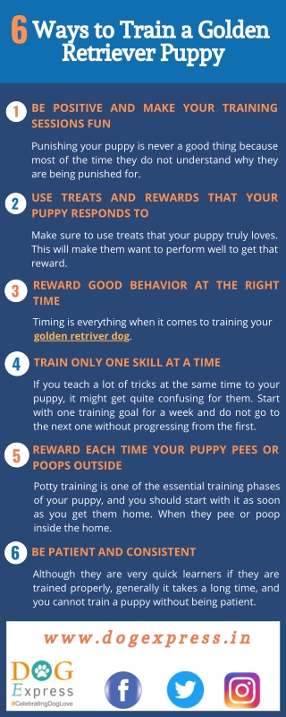6 Ways to Train a Golden Retriever Puppy