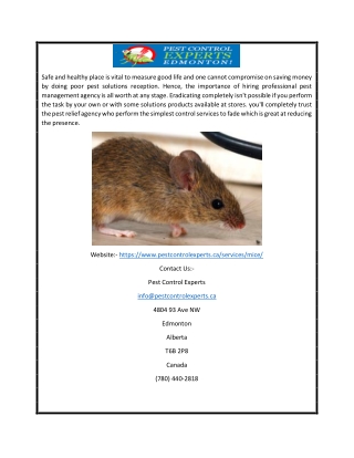 Mouse Exterminator Edmonton | Pestcontrolexperts.ca