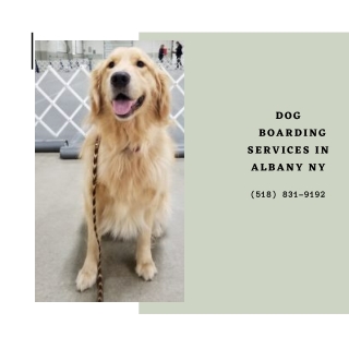 Dog Boarding Services in Albany NY