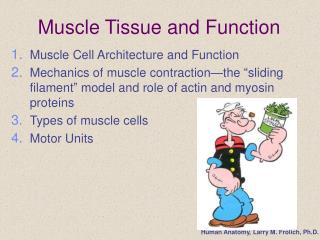 Muscle Tissue and Function