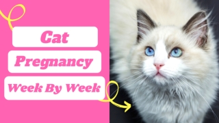 Cat Pregnancy : week by week timeline with pictures ! cat pregnancy symptoms