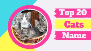 Top 20 Most Popular Male and Female Cat Names With Meaning 2020 ! Unique Cat Names