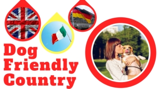 Top 10 Most Dog-Friendly Countries In The World ! Dog Lovers 2020