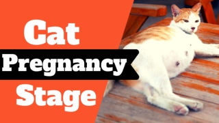 Is Your Cat Pregnant : The 5 Stages of Cat Pregnancy ! Cat Health Tips 2020