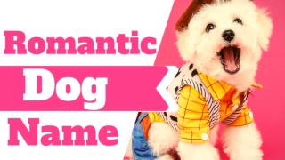 20 Top Lovey Romantic Dog Names With Meaning 2020 ! Unique Dog Names We Love