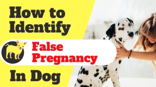 How to Identify a False Pregnancy in Dogs 2020 ! Dog Health Tips