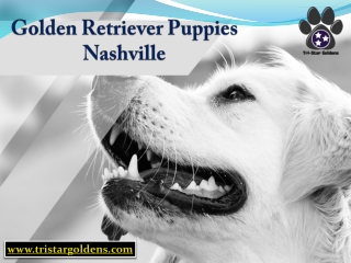 Golden Retriever Puppies Nashville for Sale