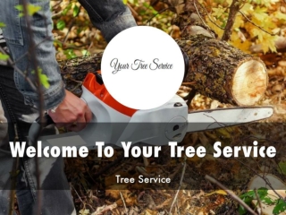 Detail Presentation About Your Tree Service