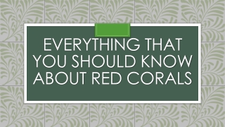 Buy Red Coral