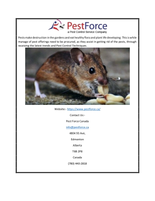 Pest Control Edmonton | Pestforce.ca