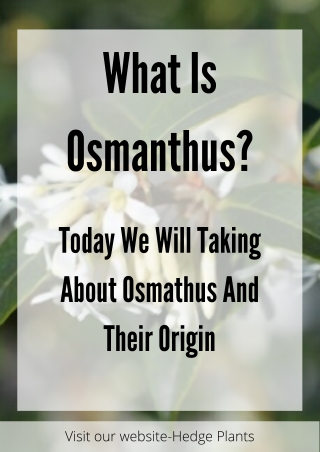 What is Osmanthus Burkwoodii | Hedge Plants