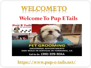 Pet Washing Places near me | Pet Cleaning near me