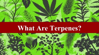 What are Terpenes?