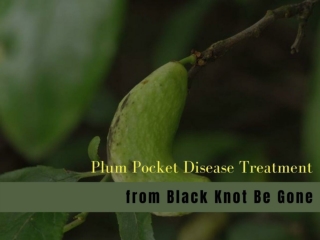 Plum pocket disease treatment-From Black Knot Be Gone