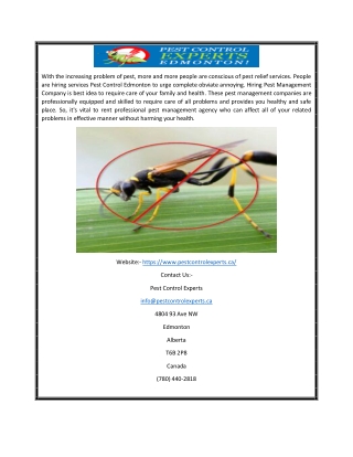 WASP Exterminator Edmonton | Pestcontrolexperts.ca