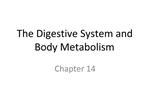 The Digestive System and Body Metabolism