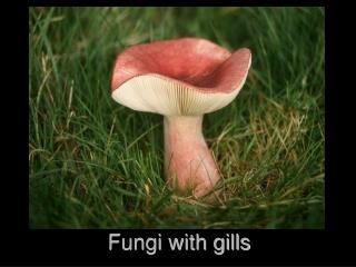 Fungi with gills