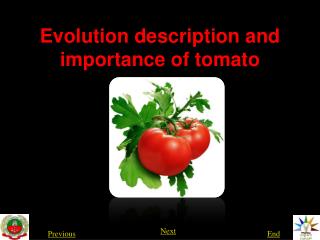 tomato introduction research paper