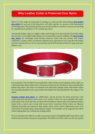 Why Leather Collar is Preferred Over Nylon