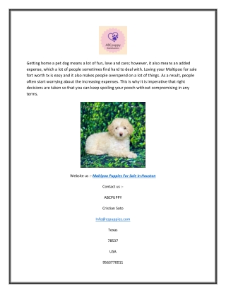 Maltipoo Puppies for Sale in Texas | Abcpuppy.com