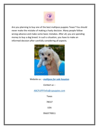 Maltipoo for sale houston | Abcpuppy.com