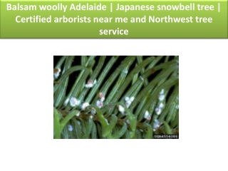 Japenese snowbell tree