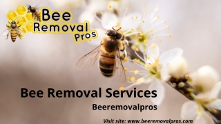 Bee Removal Services | Beeremovalspros