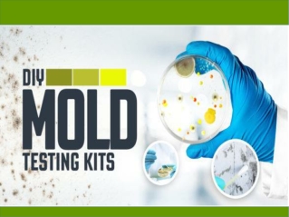 Professional Mold Testing