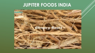 Dried Roasted Chicory Cubes suppliers at best price in India