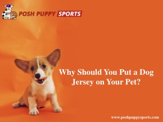 Why Should You Put a Dog Jersey on Your Pet?