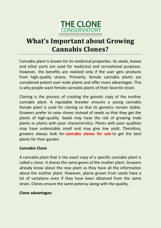 What’s Important about Growing Cannabis Clones?
