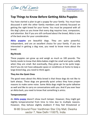 Top Things To Know Before Getting Akita Puppies