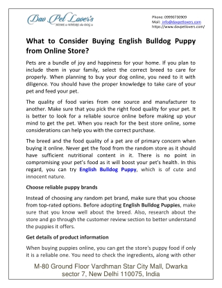 What To Consider Buying English Bulldog Puppy From Online Store?