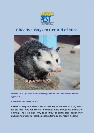 Effective Ways to Get Rid of Mice