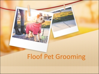 Best Dog Grooming in Green Lake, WA