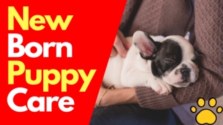 Newborn Puppy Care: 5 Things You Need to Know 2021 ! Dog Health Tips