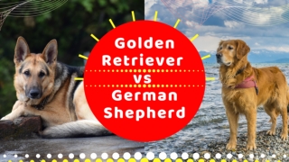 German Shepherd vs Golden Retriever – Which one is a better dog breed for you