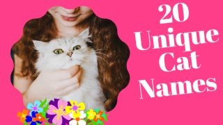 Unique Cat Names : Top 20 Most Popular Unique Male And Female Cat Names 2021