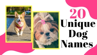 Unique Dog Names : Top 20 Most Popular Unique Male And Female Dog Names With Meaning 2020