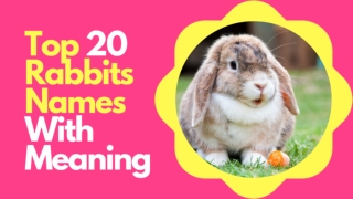 Top 20 Most Popular Male And Female Rabbits Name With Meaning 2020 ! Cute Rabbit Names