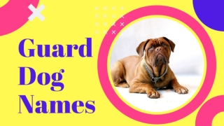 Top 20 Most Popular Male And Female Guard Dog Names With Meaning 2020 ! Best Guard Dog Names