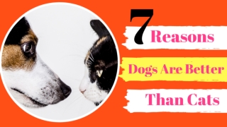 7 Scientific Reasons Dogs Are Better Than Cats ! Dog Lovers 2020