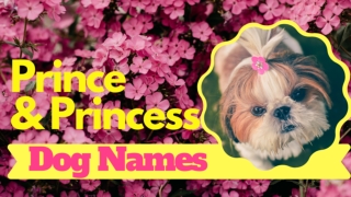 Top 20 Best Prince And Princess Dog Names With Meaning 2020 ! Unique Dog Names